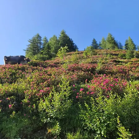 Διαμέρισμα Feiserhof - *