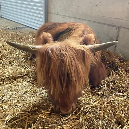 Feiserhof - Διαμέρισμα Navis