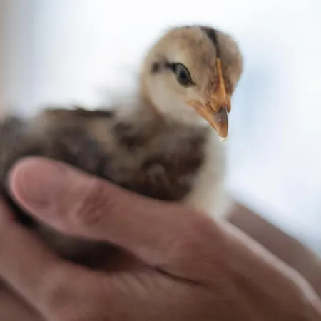 Feiserhof - Διαμέρισμα Navis