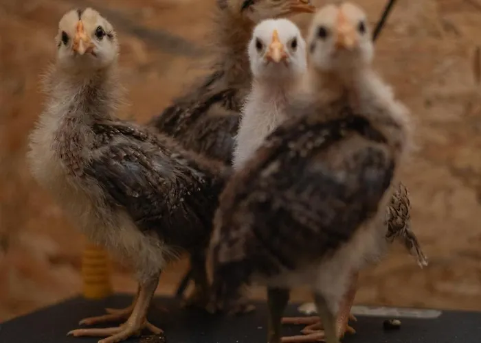 Apartamento Feiserhof -