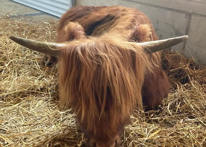 Feiserhof - Apartamento Navis