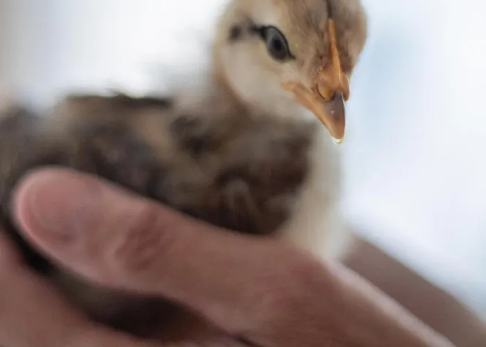 Feiserhof - Apartamento Navis