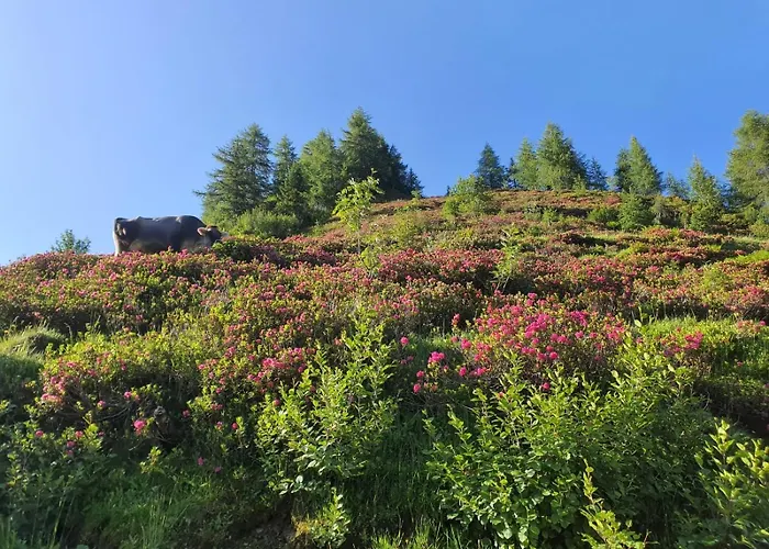 아파트 Feiserhof - *