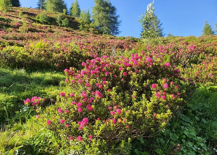 아파트 Feiserhof -